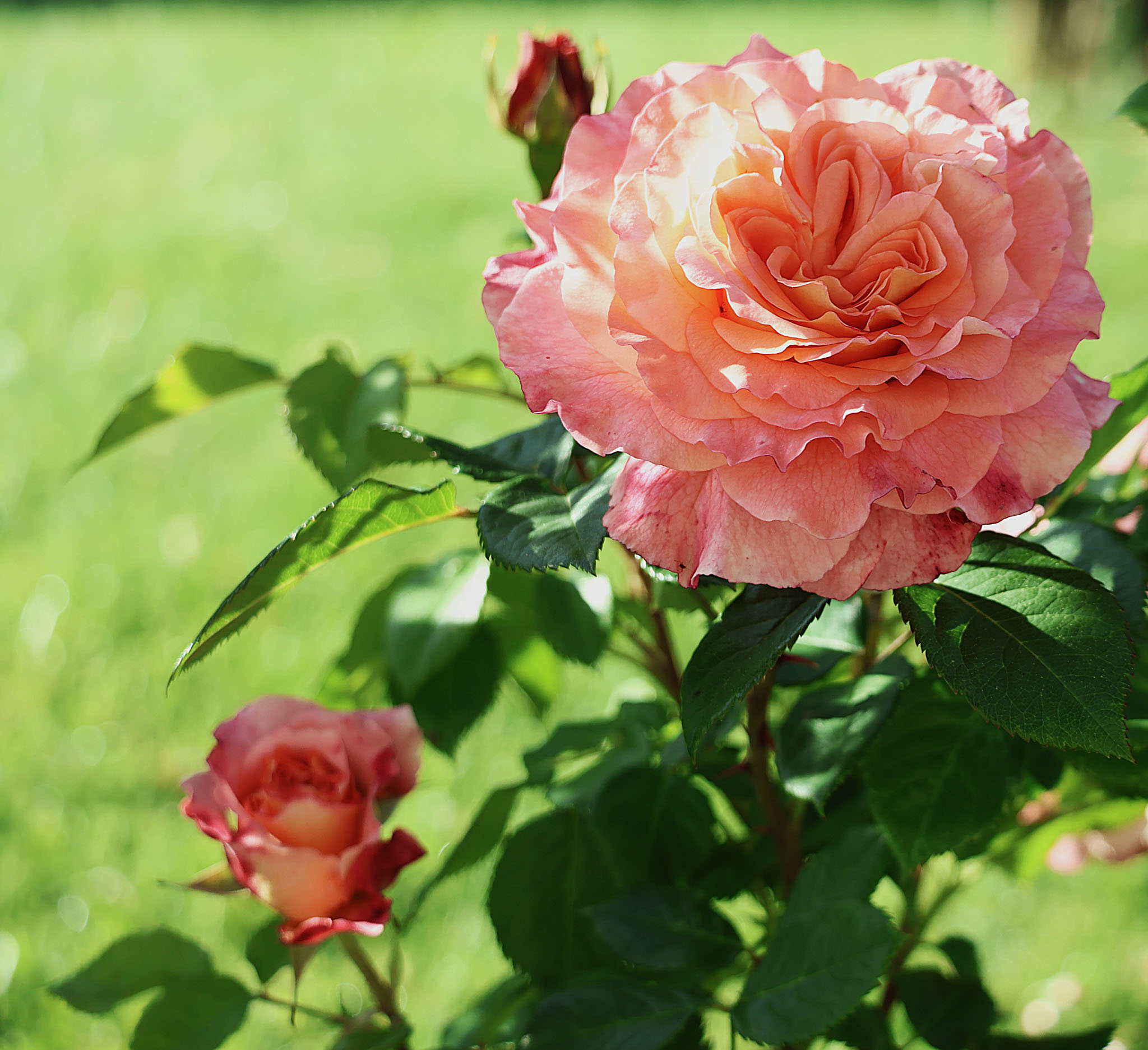 Rose paix épanouie dans mon jardin